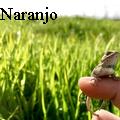 ElsaJNaranjo